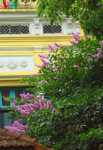 ภาพดอกตะแบกที่สวยงามในกรุงฮานอย - ảnh 2