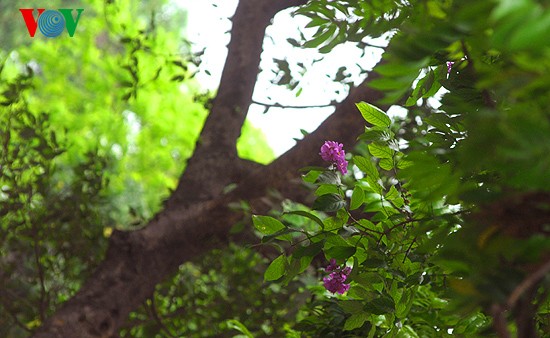 ภาพดอกตะแบกที่สวยงามในกรุงฮานอย - ảnh 3