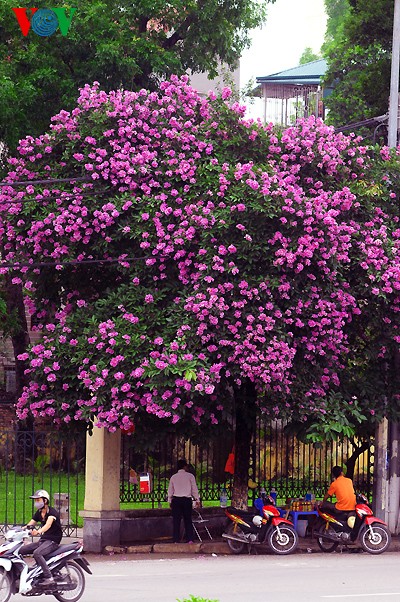 ภาพดอกตะแบกที่สวยงามในกรุงฮานอย - ảnh 5