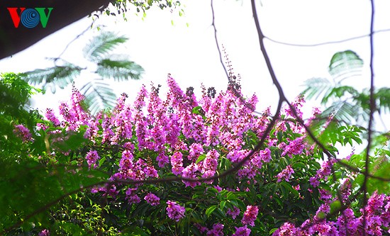 ภาพดอกตะแบกที่สวยงามในกรุงฮานอย - ảnh 4