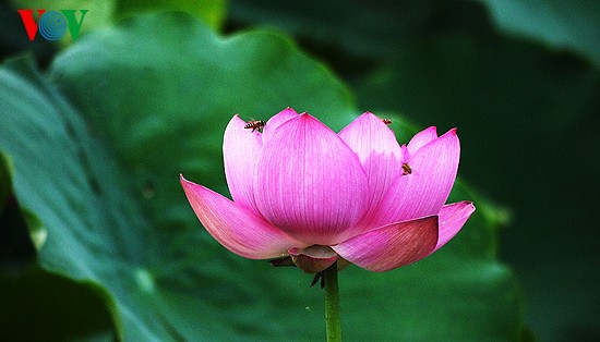 ภาพดอกบัวที่สวยงามในกรุงฮานอย - ảnh 8