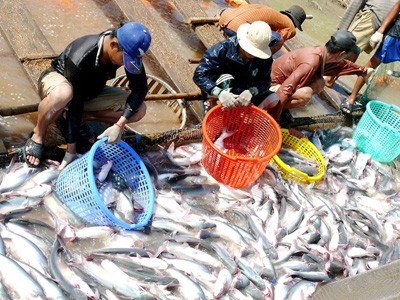สหรัฐใช้มาตรการเก็บภาษีป้องกันการขายทุ่มตลาดต่อปลาสวายและปลาบาซาชำแหละของเวียดนา - ảnh 1