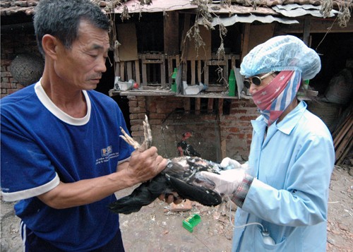 ยังไม่ตรวจพบไวรัสไข้หวัดนกสายพันธุ์ใหม่ H7N9 ในเวียดนาม - ảnh 1