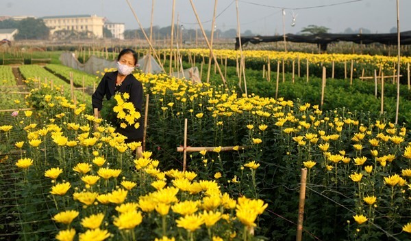 ดอกไม้จากหมู่บ้านต่างๆในกรุงฮานอยเริ่มอวดโฉมสวยงามต้อนรับเทศกาลตรุษเต็ต - ảnh 10
