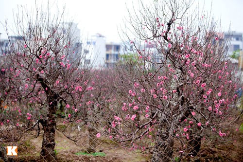 ดอกไม้จากหมู่บ้านต่างๆในกรุงฮานอยเริ่มอวดโฉมสวยงามต้อนรับเทศกาลตรุษเต็ต - ảnh 13