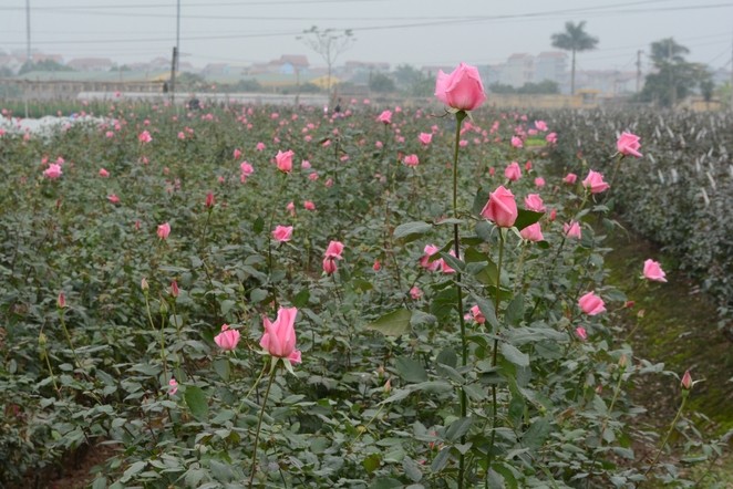 ดอกไม้จากหมู่บ้านต่างๆในกรุงฮานอยเริ่มอวดโฉมสวยงามต้อนรับเทศกาลตรุษเต็ต - ảnh 7