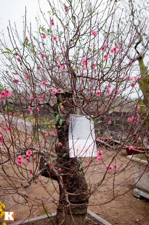 ดอกไม้จากหมู่บ้านต่างๆในกรุงฮานอยเริ่มอวดโฉมสวยงามต้อนรับเทศกาลตรุษเต็ต - ảnh 16