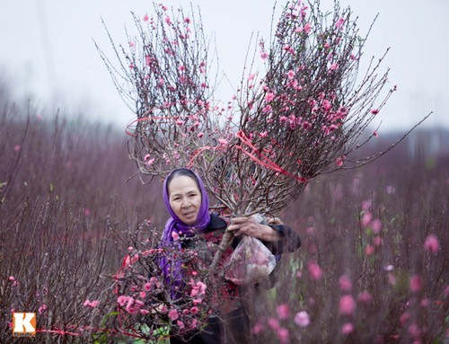 ดอกไม้จากหมู่บ้านต่างๆในกรุงฮานอยเริ่มอวดโฉมสวยงามต้อนรับเทศกาลตรุษเต็ต - ảnh 17