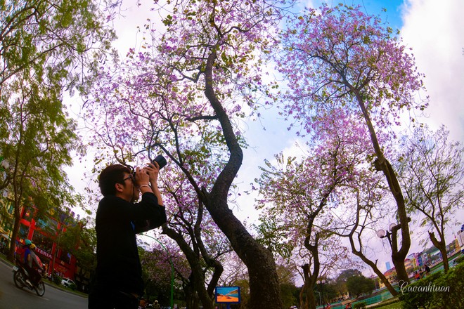 ดอกกาหลงในบริเวณโดยรอบทะเลสาบโห่เตย กรุงฮานอย - ảnh 5