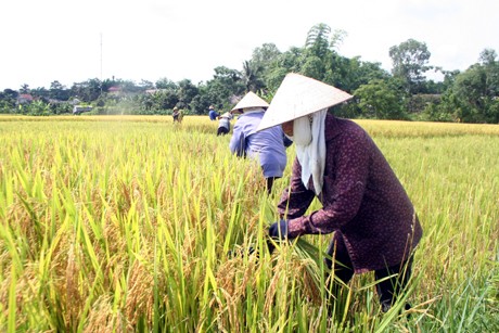 เวียดนามจะกลายเป็นประเทศที่ผลิตสินค้าการเกษตรหลักในเอเชียตะวันออกเฉียงใต้ - ảnh 1