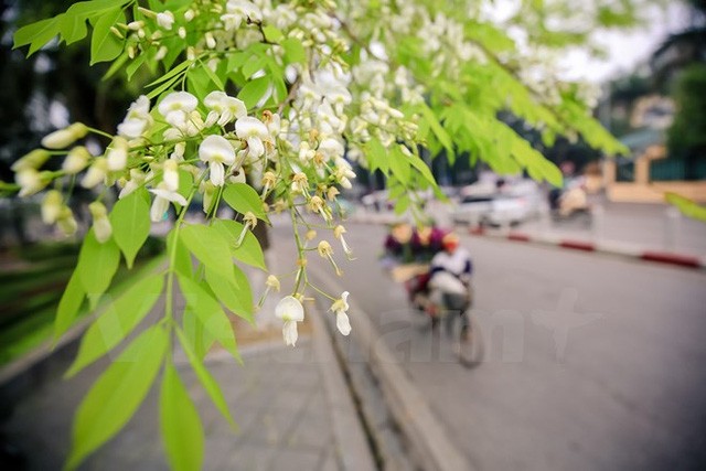 ความสวยงามของดอกประดู่ ในกรุงฮานอย - ảnh 3