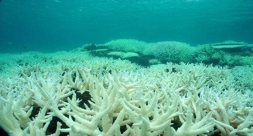 แนวปะการังได้รับผลกระทบอย่างหนักจากการเปลี่ยนแปลงของสภาพภูมิอากาศ - ảnh 1