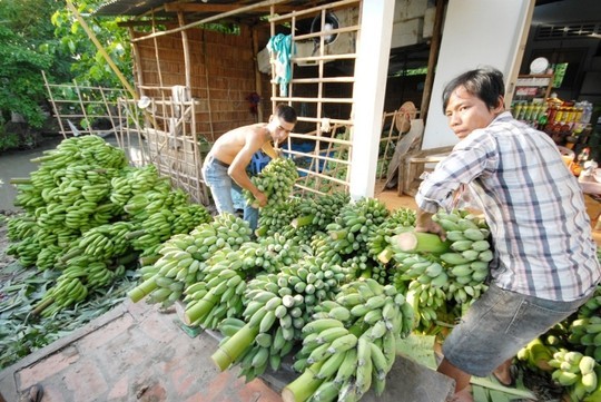 เกษตรกรตำบลหวยลวง จังหวัดลายโจว์หลุดพ้นจากความยากจนด้วยการปลูกกล้วย - ảnh 2