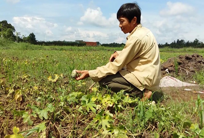 การประกันภัยด้านการเกษตร-นโยบายใหญ่เพื่อช่วยเหลือเกษตรกรและเขตชนบท - ảnh 1