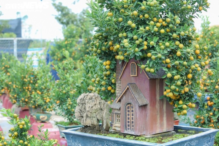 ต้นส้มจี๊ดประดับโมเดลบ้านโบราณ  มูลค่ากว่าล้านด่ง  - ảnh 9