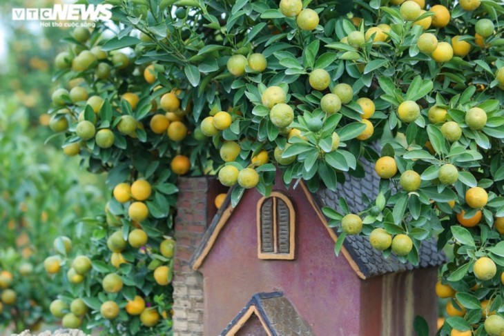ต้นส้มจี๊ดประดับโมเดลบ้านโบราณ  มูลค่ากว่าล้านด่ง  - ảnh 10