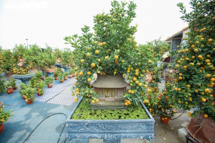 ต้นส้มจี๊ดประดับโมเดลบ้านโบราณ  มูลค่ากว่าล้านด่ง  - ảnh 11