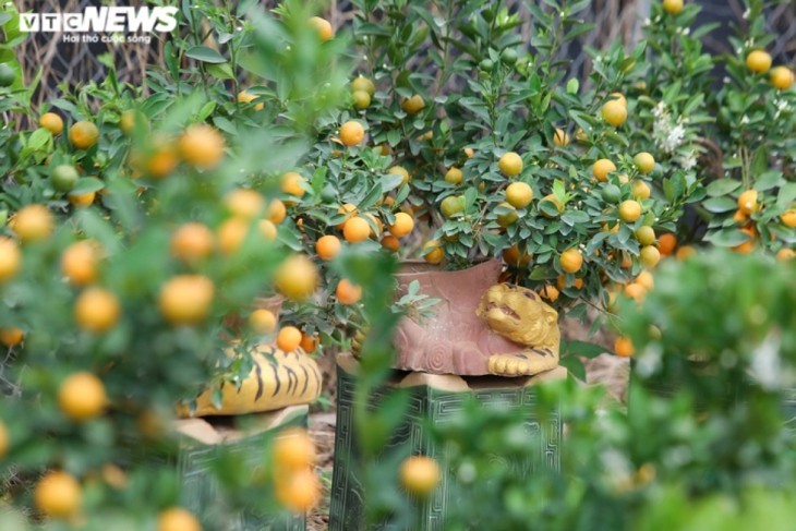 ต้นส้มจี๊ดประดับโมเดลบ้านโบราณ  มูลค่ากว่าล้านด่ง  - ảnh 12