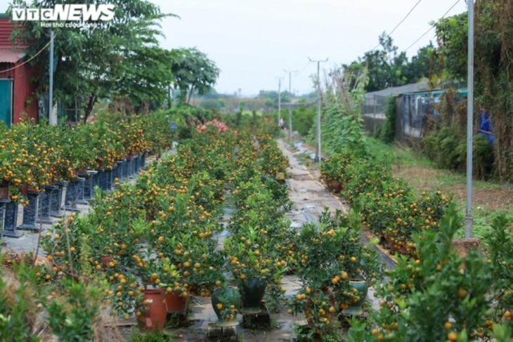 ต้นส้มจี๊ดประดับโมเดลบ้านโบราณ  มูลค่ากว่าล้านด่ง  - ảnh 1