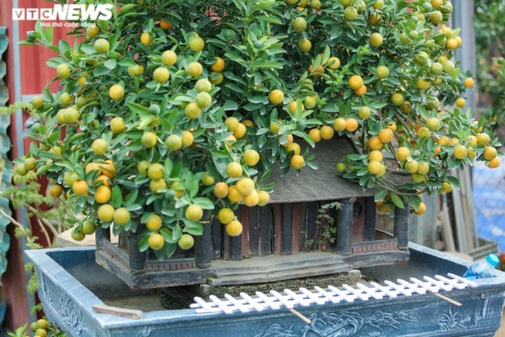ต้นส้มจี๊ดประดับโมเดลบ้านโบราณ  มูลค่ากว่าล้านด่ง  - ảnh 4