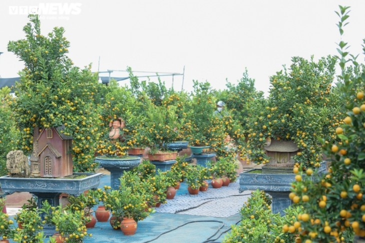 ต้นส้มจี๊ดประดับโมเดลบ้านโบราณ  มูลค่ากว่าล้านด่ง  - ảnh 5