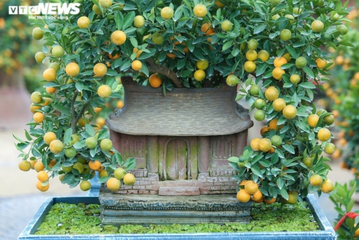 ต้นส้มจี๊ดประดับโมเดลบ้านโบราณ  มูลค่ากว่าล้านด่ง  - ảnh 6