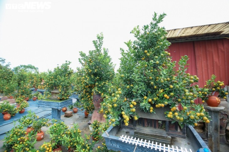 ต้นส้มจี๊ดประดับโมเดลบ้านโบราณ  มูลค่ากว่าล้านด่ง  - ảnh 7