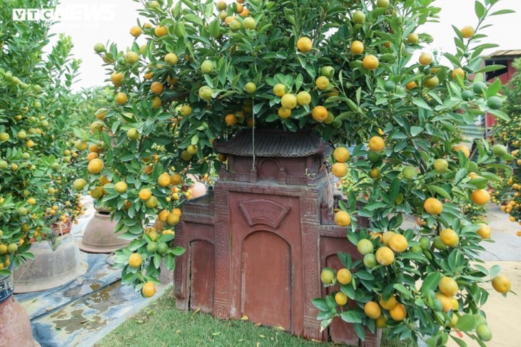 ต้นส้มจี๊ดประดับโมเดลบ้านโบราณ  มูลค่ากว่าล้านด่ง  - ảnh 8