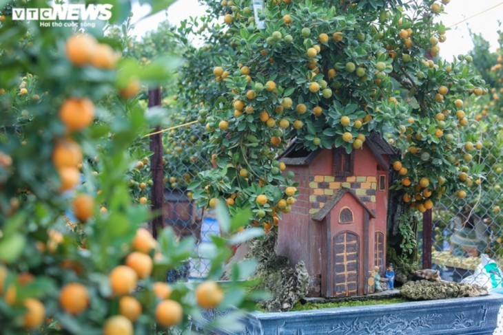 ต้นส้มจี๊ดประดับโมเดลบ้านโบราณ  มูลค่ากว่าล้านด่ง  - ảnh 3
