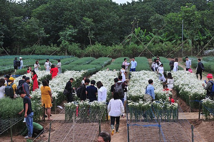 Young people flock to witness ox-eye daisy gardens in Hanoi - ảnh 1