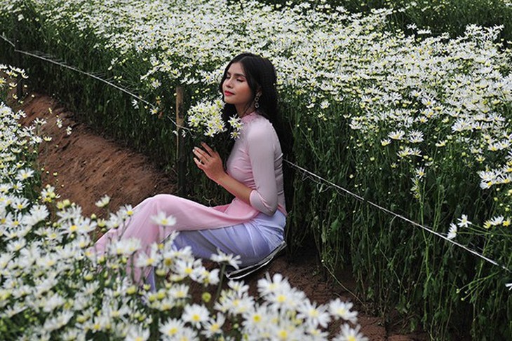 Young people flock to witness ox-eye daisy gardens in Hanoi - ảnh 4