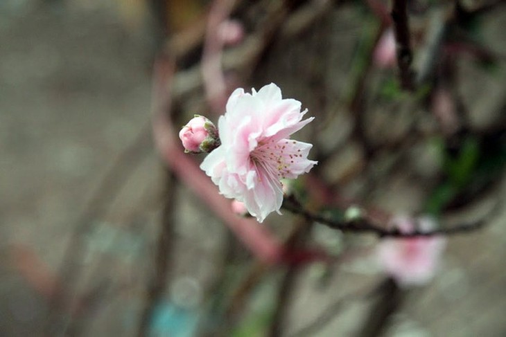 Hanoi's streets flooded by wild peach blossoms as Tet approaches - ảnh 14