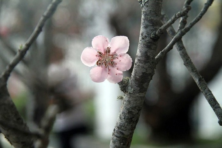 Hanoi's streets flooded by wild peach blossoms as Tet approaches - ảnh 15