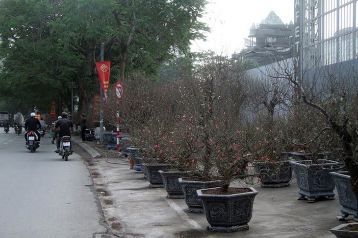 Hanoi's streets flooded by wild peach blossoms as Tet approaches - ảnh 1