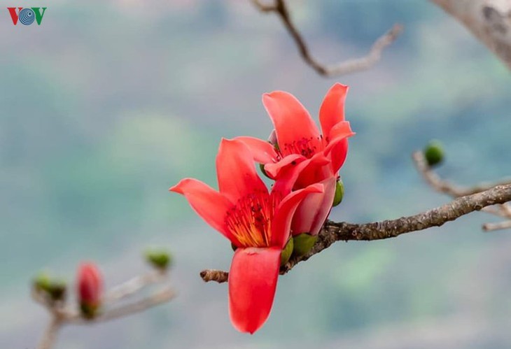 Stunning bombax ceiba flowers of Son La prove to be a hit among visitors - ảnh 10