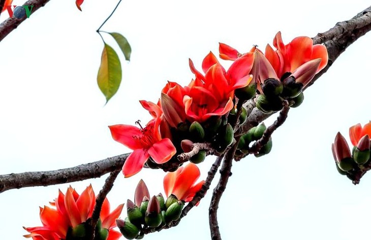 Stunning bombax ceiba flowers of Son La prove to be a hit among visitors - ảnh 11
