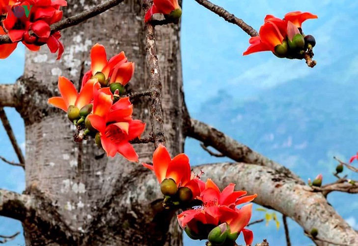 Stunning bombax ceiba flowers of Son La prove to be a hit among visitors - ảnh 12