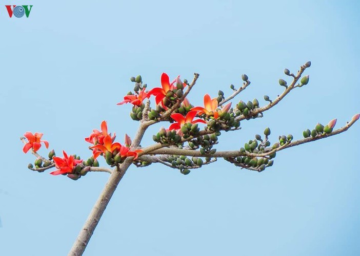 Stunning bombax ceiba flowers of Son La prove to be a hit among visitors - ảnh 13