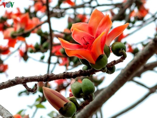 Stunning bombax ceiba flowers of Son La prove to be a hit among visitors - ảnh 15