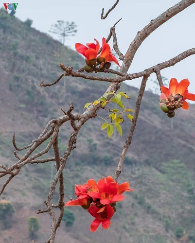 Stunning bombax ceiba flowers of Son La prove to be a hit among visitors - ảnh 16