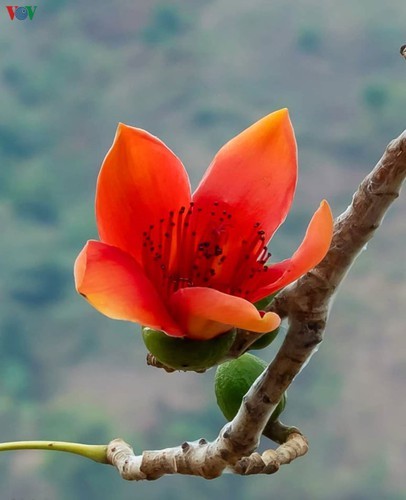 Stunning bombax ceiba flowers of Son La prove to be a hit among visitors - ảnh 17