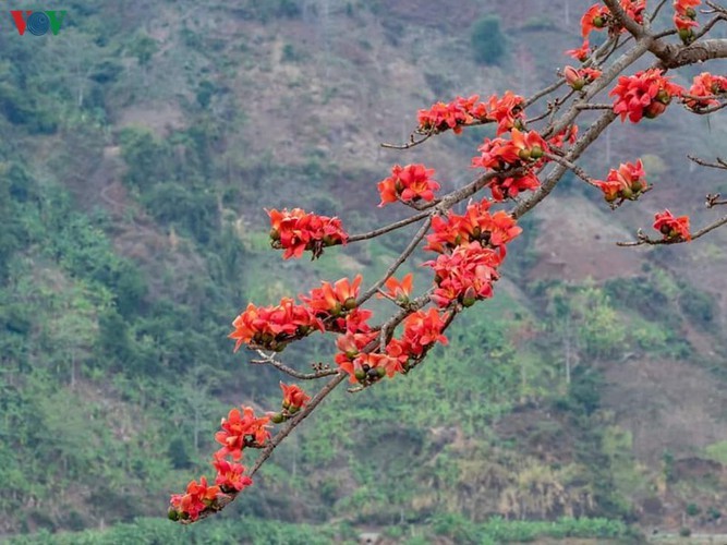 Stunning bombax ceiba flowers of Son La prove to be a hit among visitors - ảnh 19