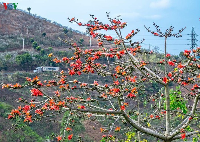 Stunning bombax ceiba flowers of Son La prove to be a hit among visitors - ảnh 1
