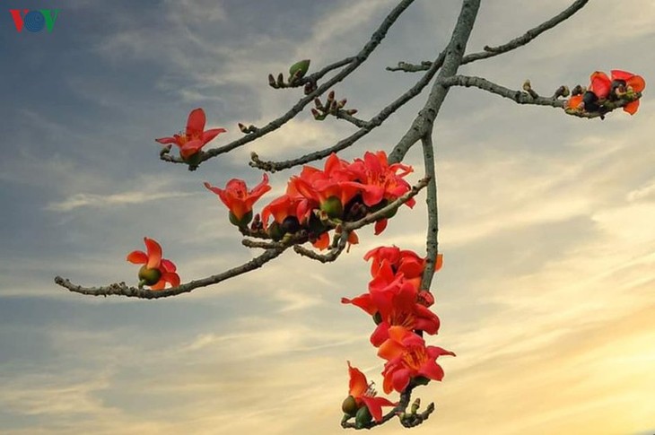 Stunning bombax ceiba flowers of Son La prove to be a hit among visitors - ảnh 20