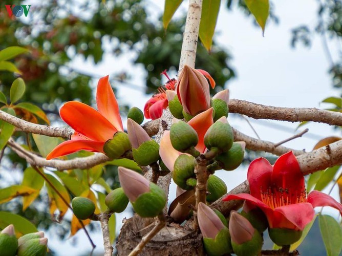 Stunning bombax ceiba flowers of Son La prove to be a hit among visitors - ảnh 4