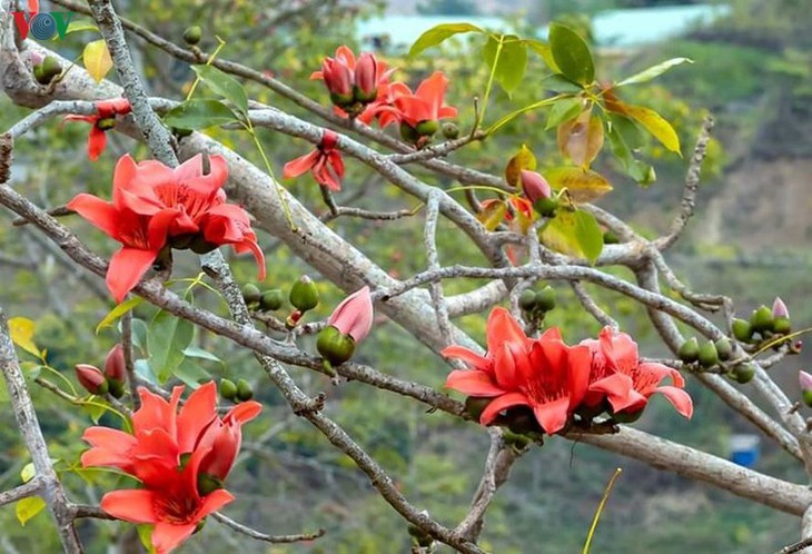 Stunning bombax ceiba flowers of Son La prove to be a hit among visitors - ảnh 7