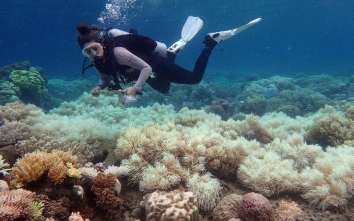 Great Barrier Reef damaged beyond repair - ảnh 1