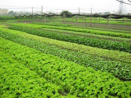 Using smart phone in cultivating vegetables  - ảnh 1