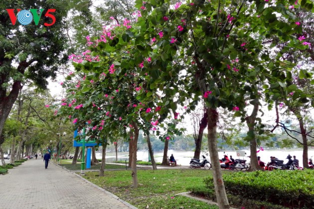US news website names Hanoi among 13 best places to visit in March - ảnh 2