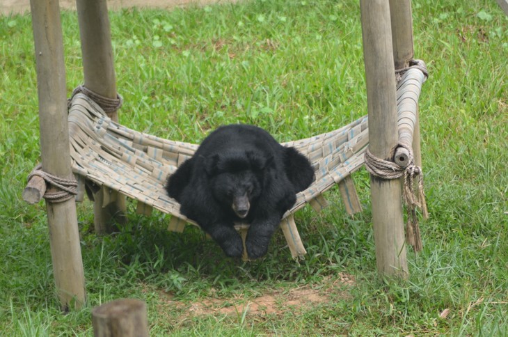 Activities held to save bear population - ảnh 4